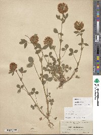 Trifolium reflexum image