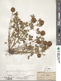 Trifolium reflexum image