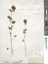 Trifolium reflexum image