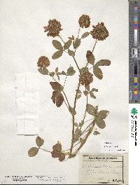 Trifolium reflexum image