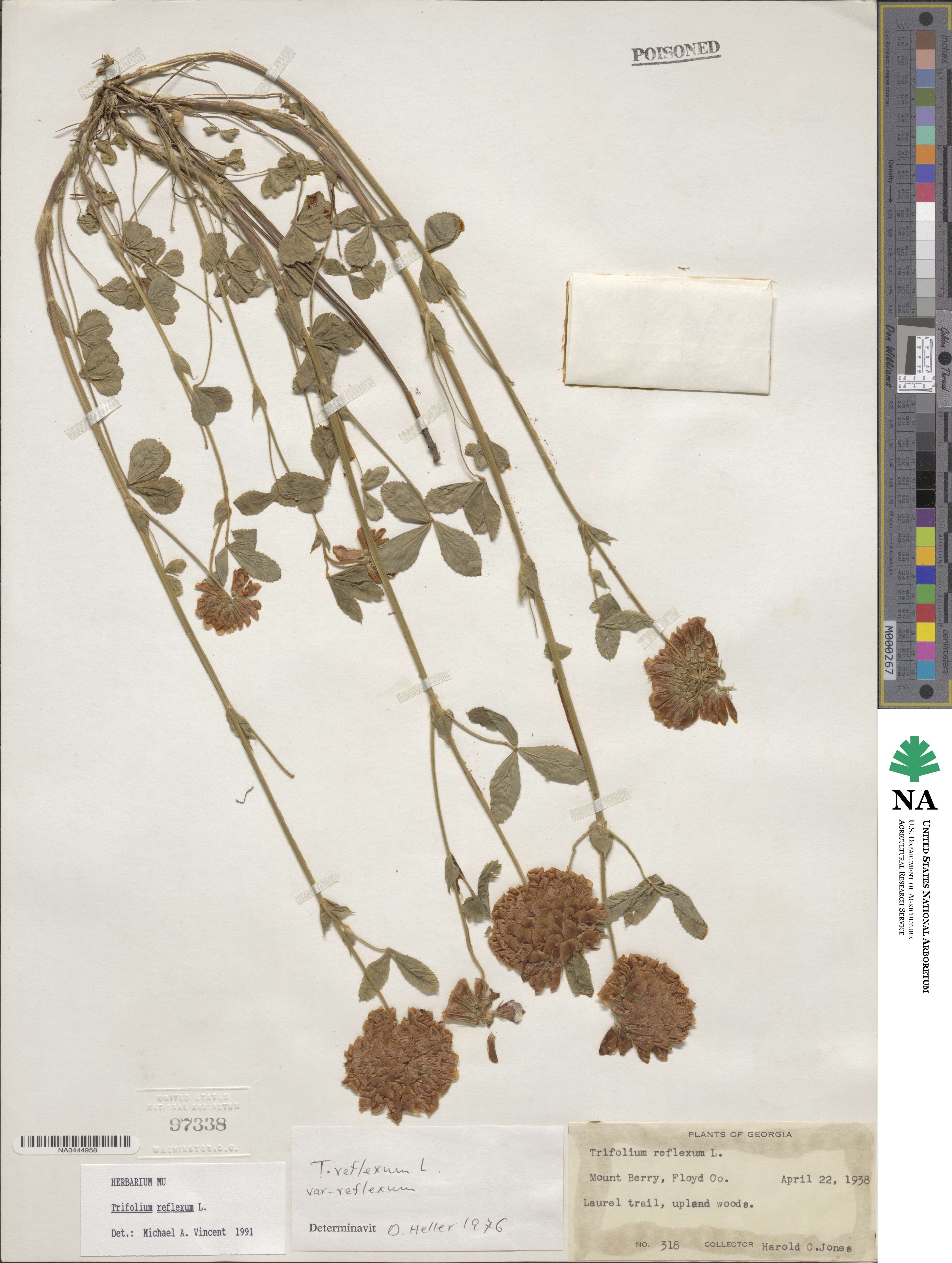Trifolium reflexum image