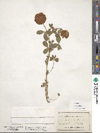 Trifolium reflexum image