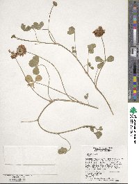 Trifolium repens image