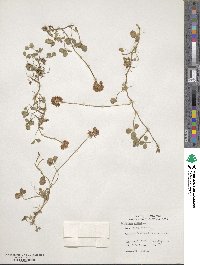 Trifolium repens image