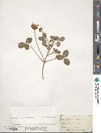 Trifolium repens image