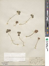 Trifolium repens image