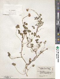 Trifolium repens image