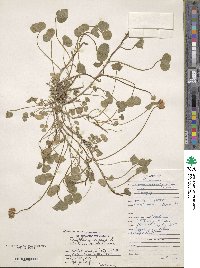 Trifolium repens image