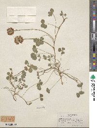 Trifolium repens image