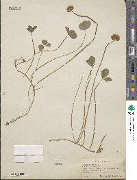 Trifolium repens image