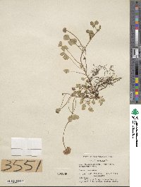 Trifolium repens image