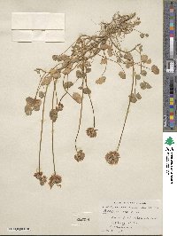 Trifolium repens image