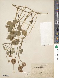 Trifolium repens image