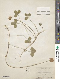 Trifolium repens image