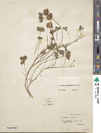 Trifolium repens image