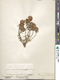 Trifolium longipes var. rusbyi image