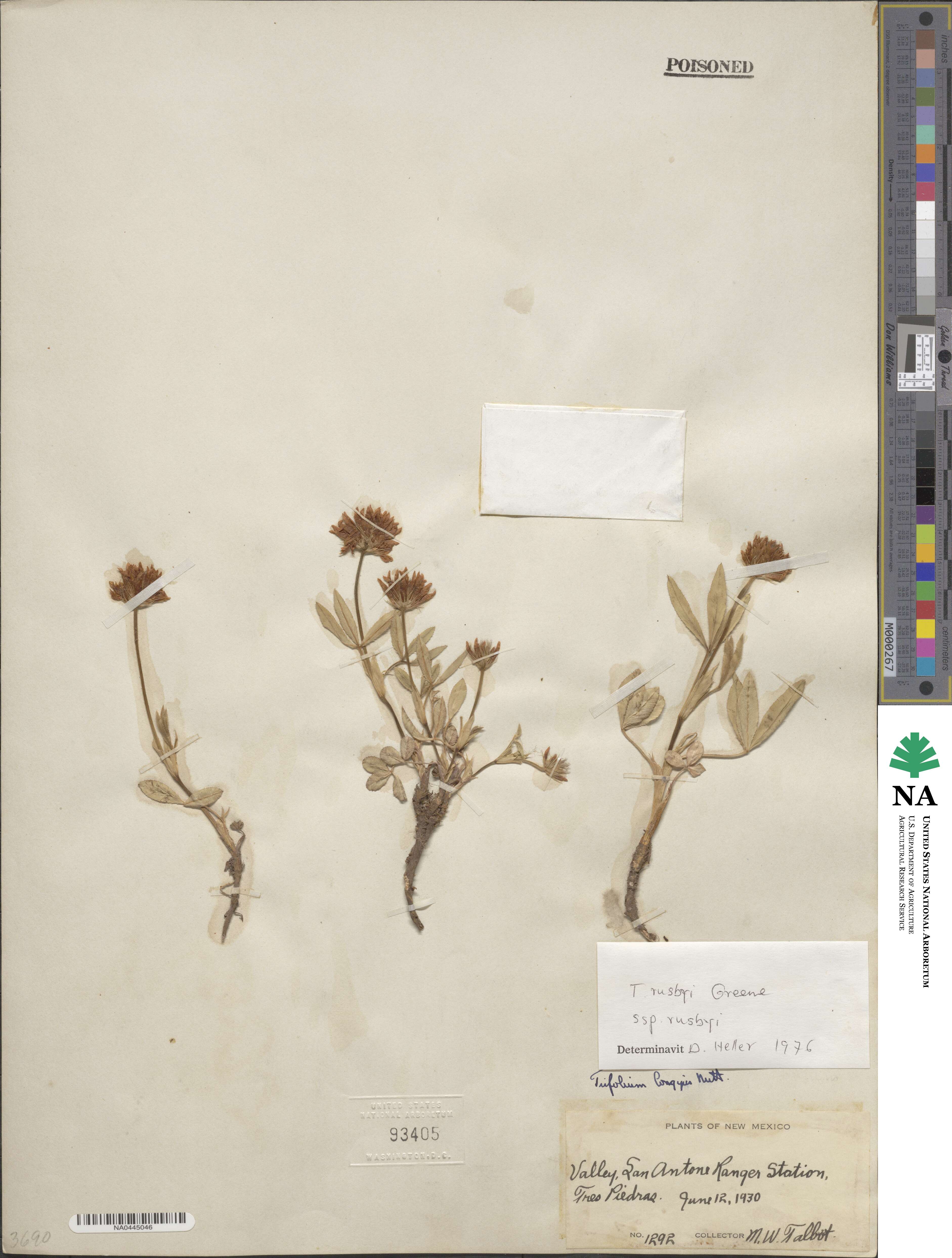 Trifolium longipes var. rusbyi image