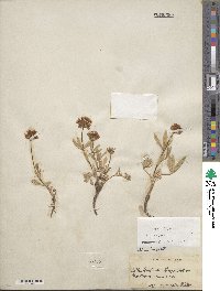 Trifolium longipes var. rusbyi image