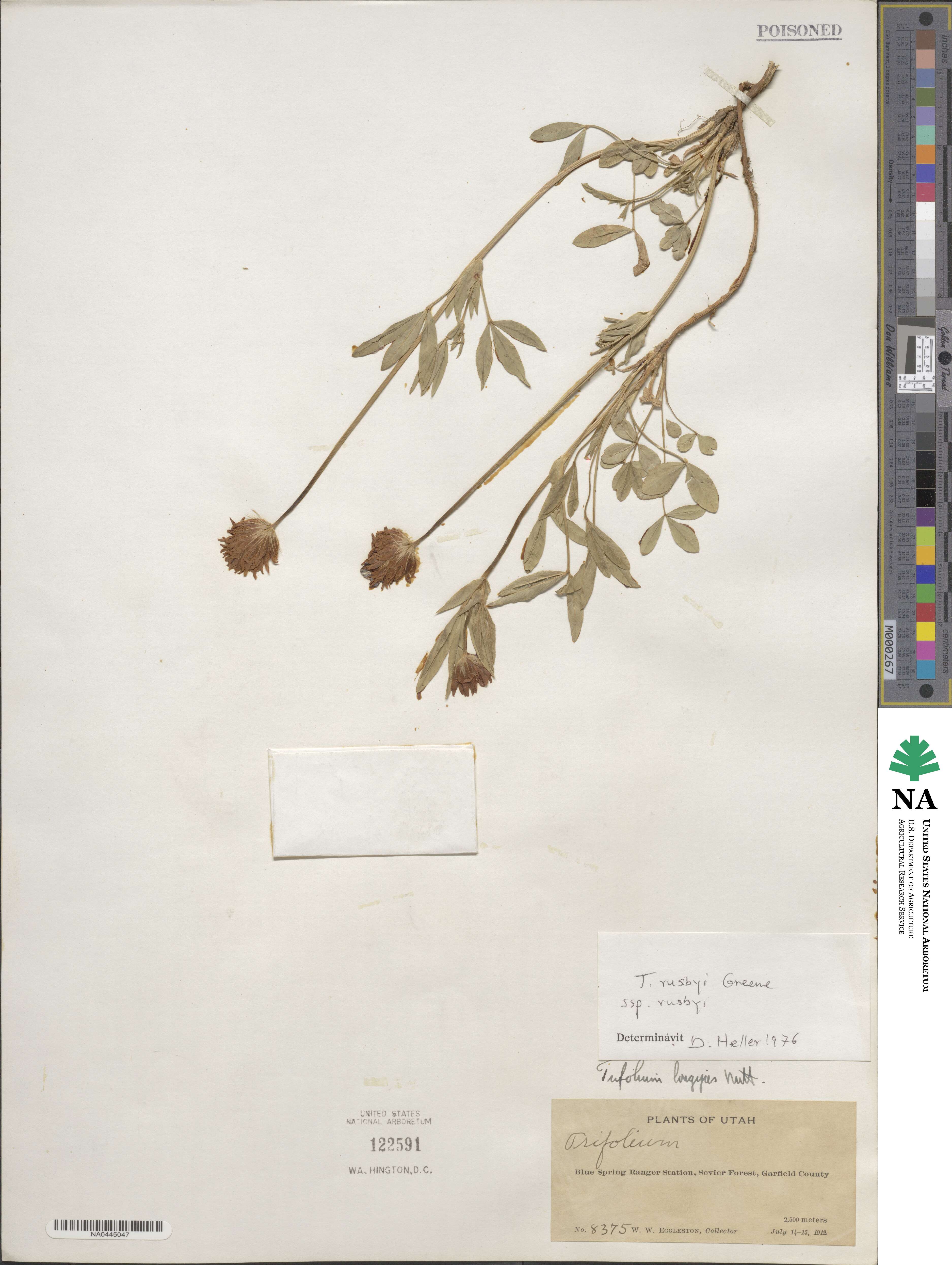 Trifolium longipes var. rusbyi image