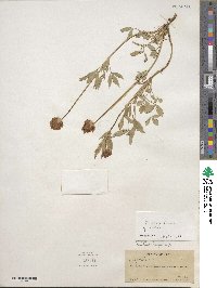 Trifolium longipes var. rusbyi image