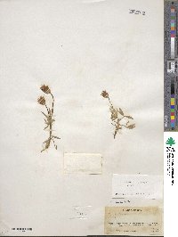 Trifolium longipes var. rusbyi image