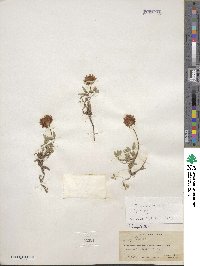 Trifolium longipes var. rusbyi image