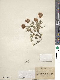 Trifolium longipes var. rusbyi image