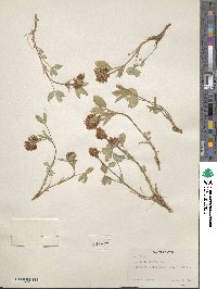 Trifolium longipes var. rusbyi image