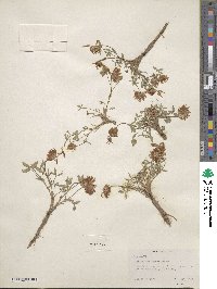 Trifolium longipes var. rusbyi image