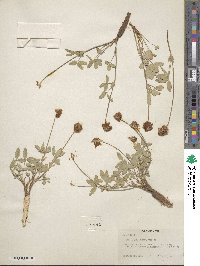 Trifolium longipes var. rusbyi image