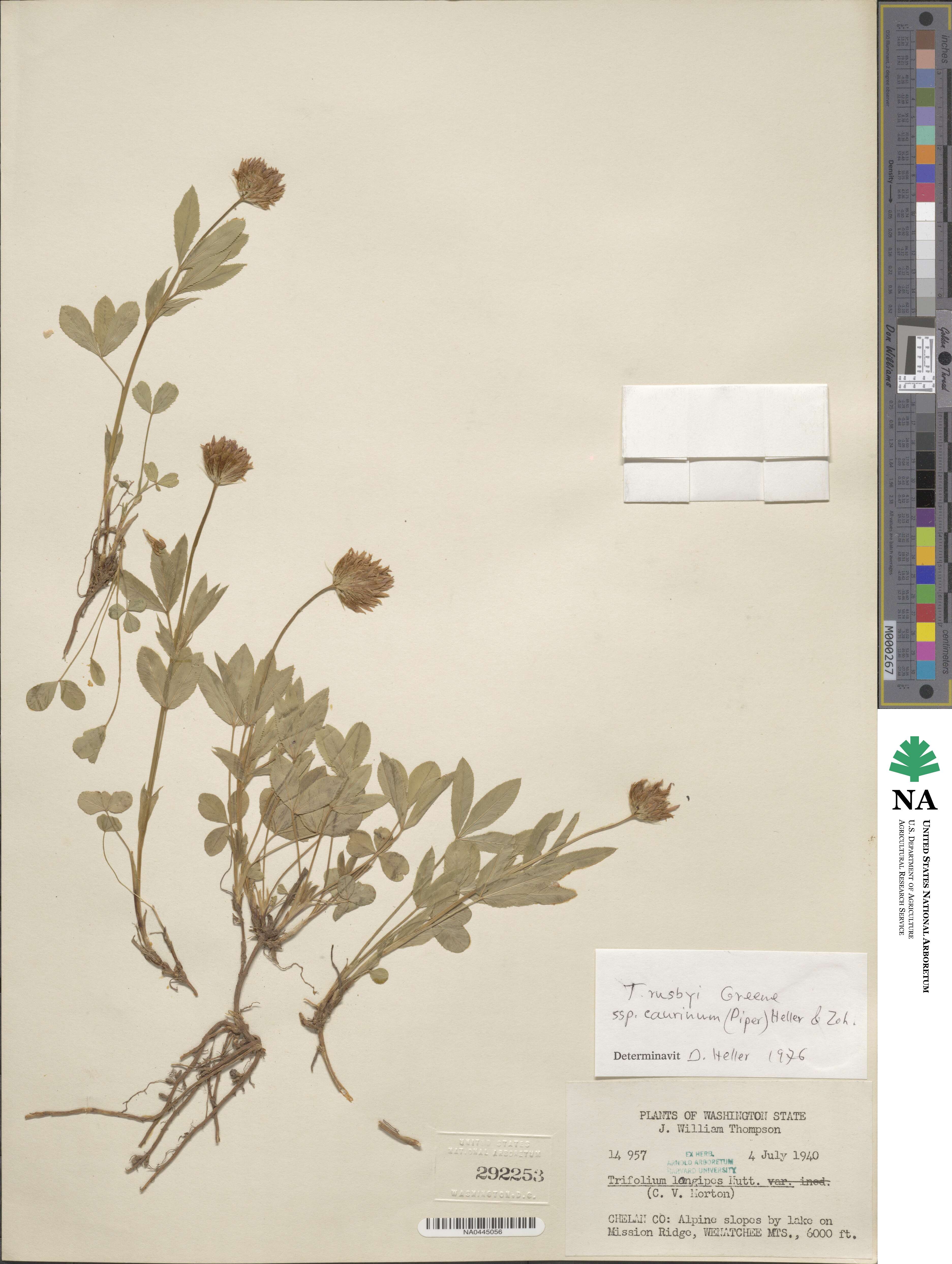 Trifolium longipes subsp. caurinum image