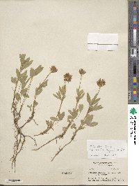 Trifolium longipes subsp. caurinum image