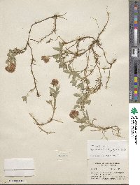 Trifolium longipes subsp. caurinum image