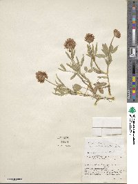 Trifolium longipes var. reflexum image