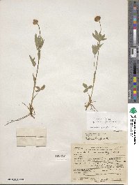 Trifolium longipes var. reflexum image