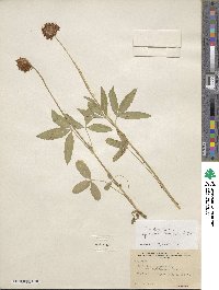 Trifolium longipes var. reflexum image