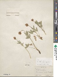 Trifolium longipes var. reflexum image