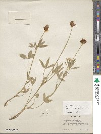 Trifolium longipes var. reflexum image