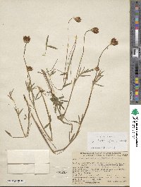 Trifolium longipes var. shastense image