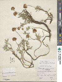 Trifolium longipes var. shastense image