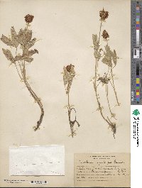 Trifolium longipes var. reflexum image