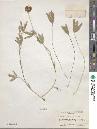 Trifolium longipes var. reflexum image