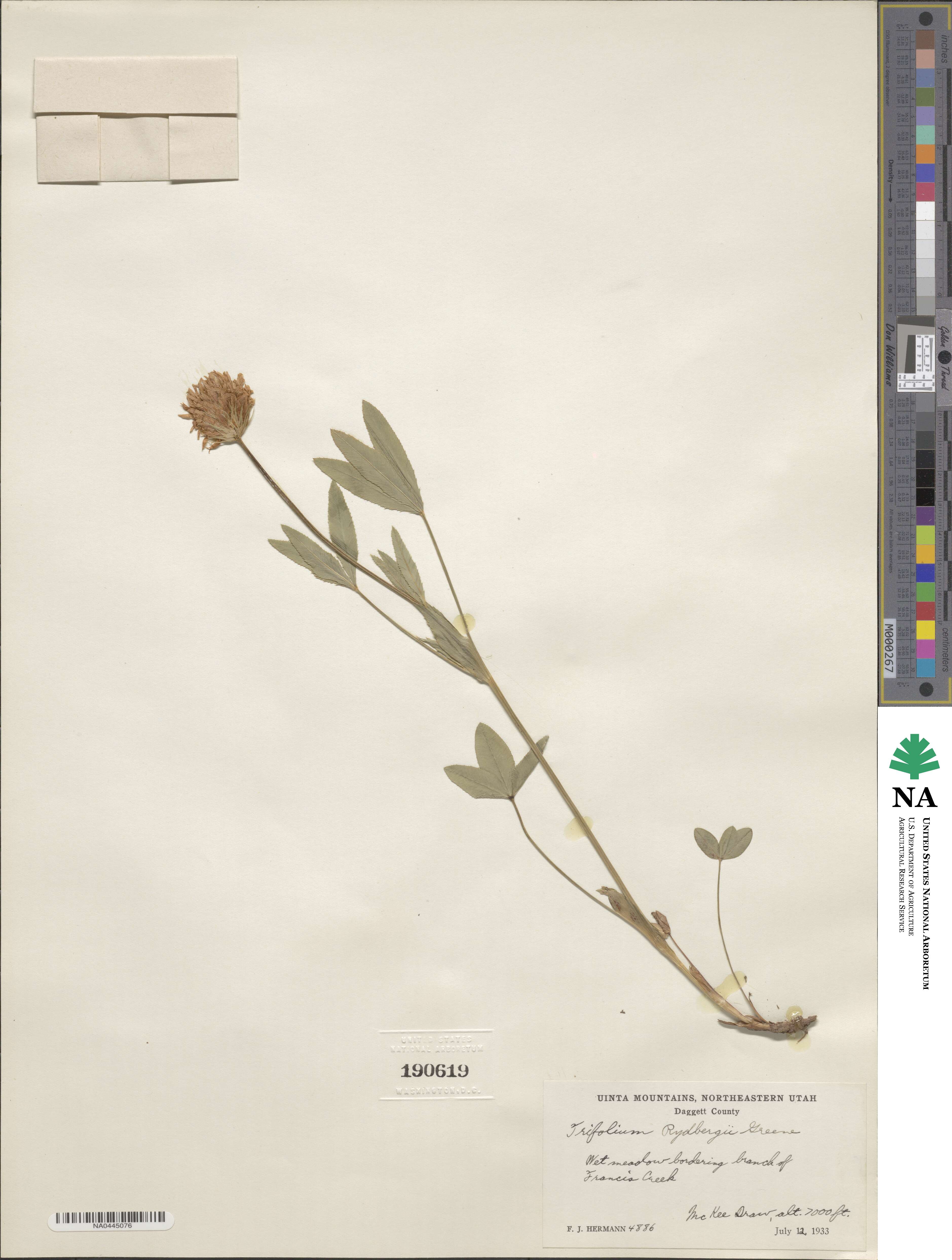 Trifolium longipes var. reflexum image