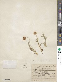 Trifolium longipes var. reflexum image