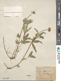 Trifolium longipes var. reflexum image