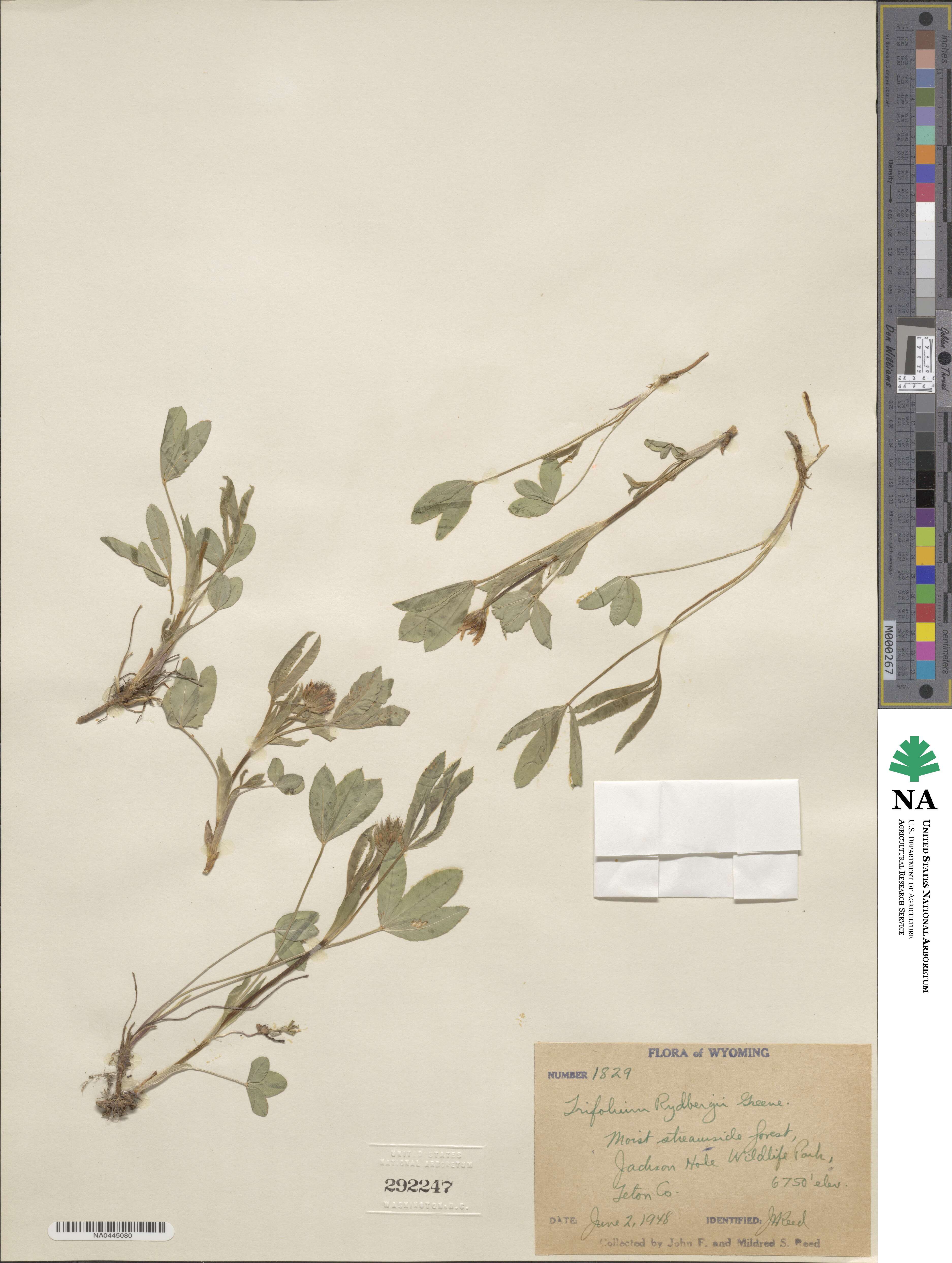 Trifolium longipes var. reflexum image