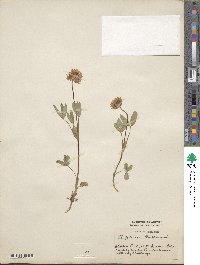 Trifolium longipes var. reflexum image