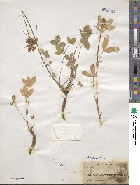 Trifolium longipes var. reflexum image