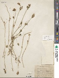 Trifolium striatum image