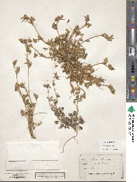 Trifolium striatum image